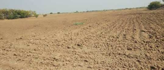  Agricultural Land 5 Bigha for Sale in Harima Nagaur
