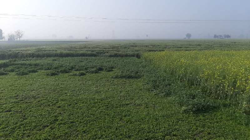 Agricultural Land 4 Acre for Sale in Amloh, Fatehgarh Sahib