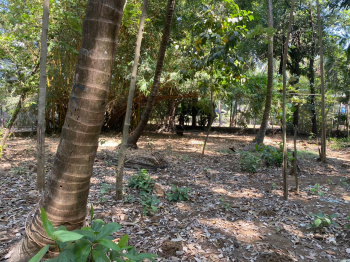  Residential Plot for Sale in Alibag, Raigad