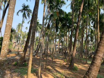 Residential Plot for Sale in Alibag, Raigad