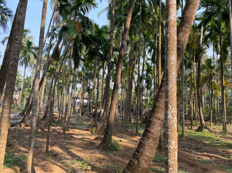 Alibag, Raigad photo 4