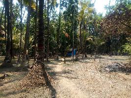  Agricultural Land for Sale in Alibag, Raigad