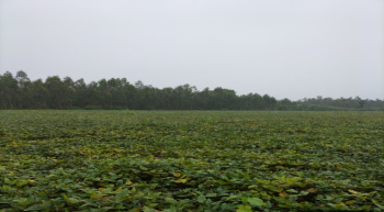  Agricultural Land for Sale in Kandukur, Prakasam