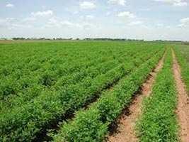  Agricultural Land for Sale in Vishal Nagar, Yamunanagar