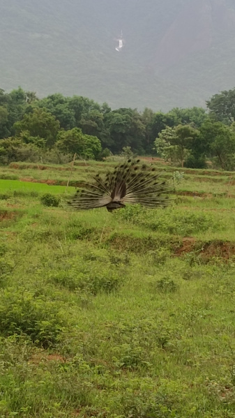  Residential Plot 6 Acre for Sale in Alwarkurichi, Tirunelveli