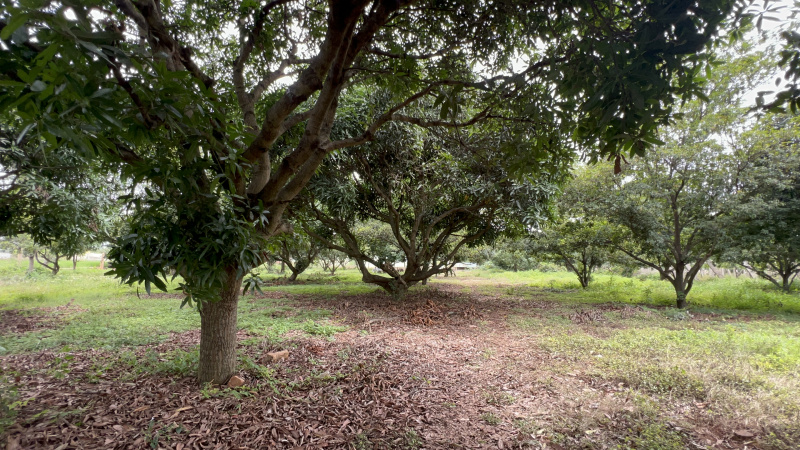  Agricultural Land 150000 Sq.ft. for Rent in Devanahalli, Bangalore