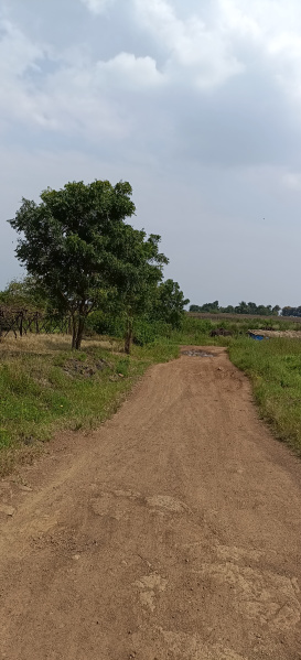  Agricultural Land 1 Acre for Sale in Dindori, Nashik