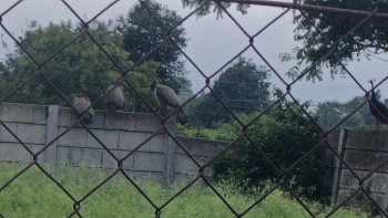  Agricultural Land for Sale in Jalalpur, Nashik