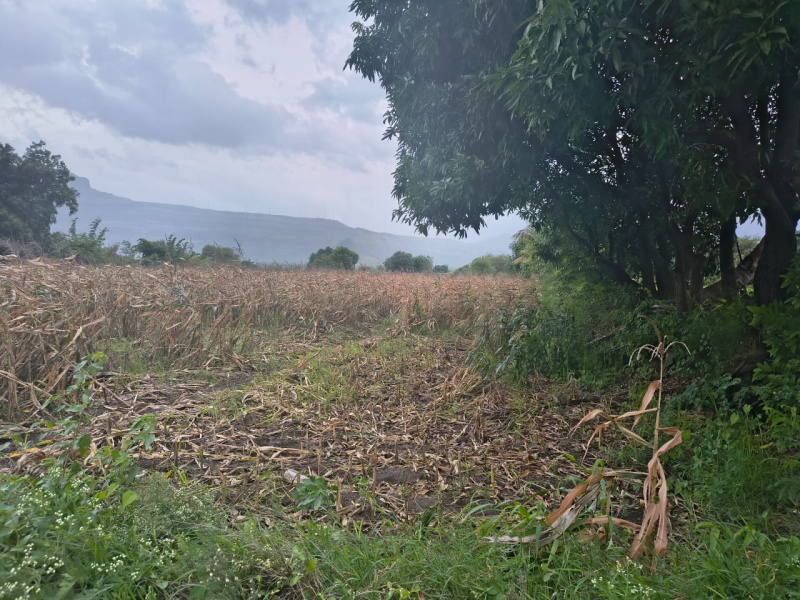  Agricultural Land 3 Acre for Sale in Igatpuri, Nashik