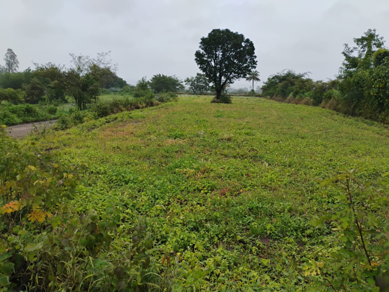  Agricultural Land 25 Guntha for Sale in Igatpuri, Nashik