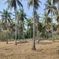  Residential Plot for Sale in Pollachi, Coimbatore
