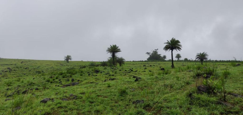  Agricultural Land 11000 Sq.ft. for Sale in Bhor, Pune