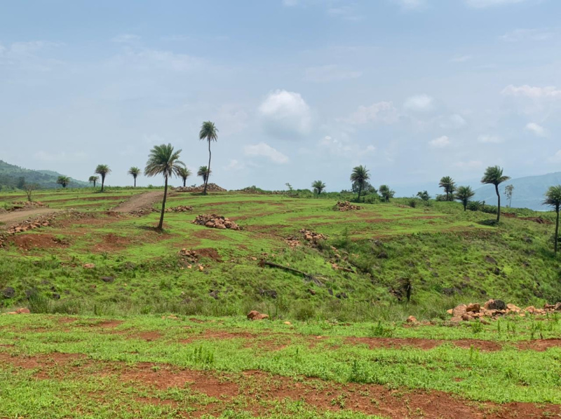  Agricultural Land 11000 Sq.ft. for Sale in Bhor, Pune