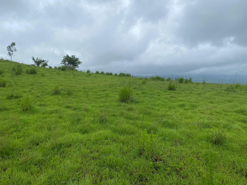  Residential Plot 11000 Sq.ft. for Sale in Velhe, Pune