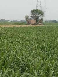  Agricultural Land for Sale in Khatawali, Rewari, Rewari