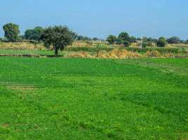  Agricultural Land for Sale in Kurali Highway, Chandigarh