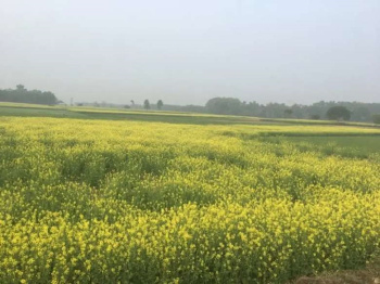  Agricultural Land for Sale in Rania, Sirsa