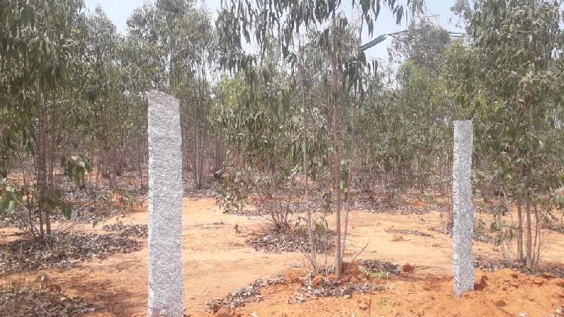  Agricultural Land 80 Guntha for Sale in Kolar Arahalli Karanataka Kolar