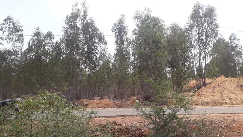  Agricultural Land 80 Guntha for Sale in Kolar Arahalli Karanataka Kolar