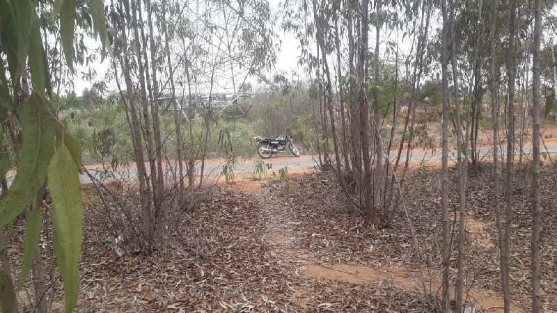  Agricultural Land 80 Guntha for Sale in Kolar Arahalli Karanataka Kolar