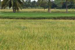 Agricultural Land for Sale in Shikarpur Shimoga
