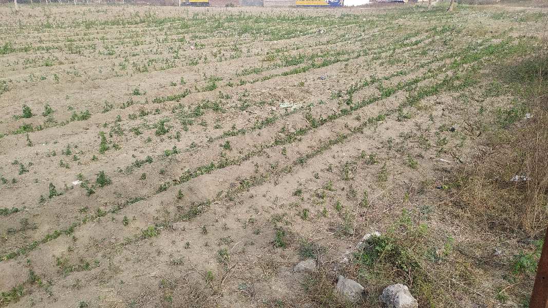 Agricultural Land 3 Acre for Sale in Balachaur, Nawanshahr (REI1104568)
