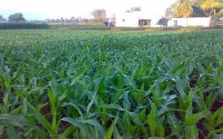  Agricultural Land for Sale in Urmar Tanda, Hoshiarpur