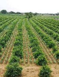  Agricultural Land for Sale in Dholbaha, Hoshiarpur