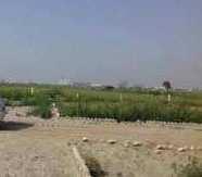  Agricultural Land for Sale in Shahbad Daulatpur, Delhi