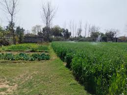 Agricultural Land 1 Acre for Sale in Tikri,