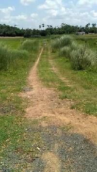  Residential Plot for Sale in Mangalpur, Puri