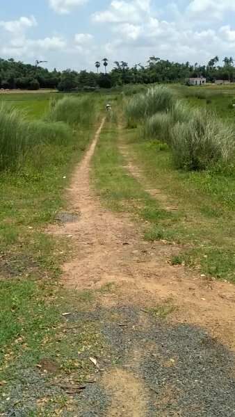 Residential Plot 500 Acre for Sale in Mangalpur, Puri