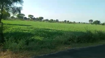  Agricultural Land for Sale in Pardi, Valsad