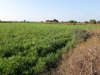  Agricultural Land for Sale in Karwad, Vapi