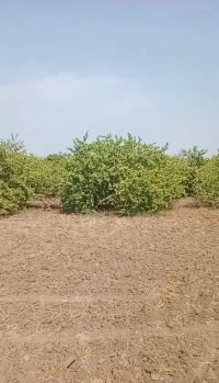  Residential Plot for Sale in Chala, Vapi