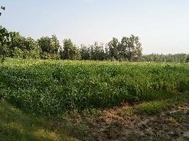  Agricultural Land for Sale in Chilkana Road, Saharanpur
