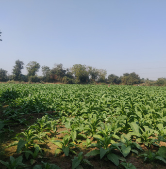  Agricultural Land for Sale in Borsad, Anand