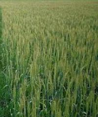  Agricultural Land for Sale in Lodha, Aligarh