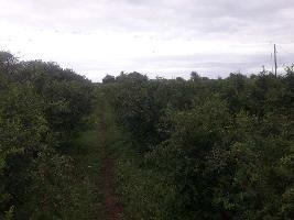  Agricultural Land for Sale in Sangole, Solapur