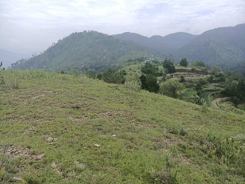 Agricultural Land 15 Bigha for Rent in Rajgarh, Sirmour