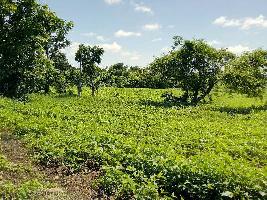  Agricultural Land for Sale in Mehkar, Buldana