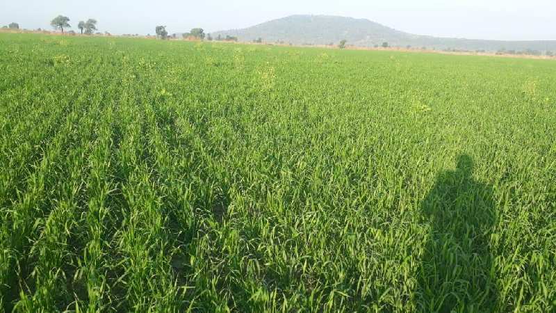 Agricultural Land 6 Hectares for Rent in Indore Bypass Road, Bhopal