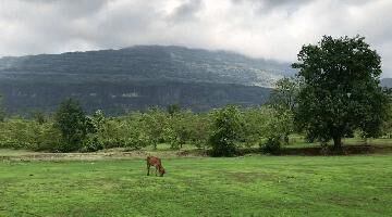 Agricultural Land for Sale in Karjat, Mumbai
