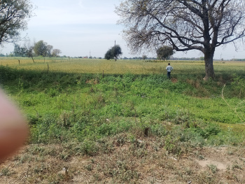  Agricultural Land for Sale in Amraudha, Kanpur Dehat