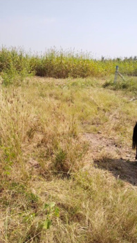  Industrial Land for Rent in Chinnavedampatti, Coimbatore