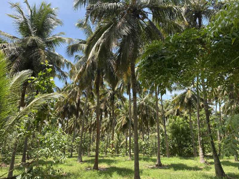 Agricultural Land 5 Acre for Sale in Velanthavalam, Palakkad (REI896876)