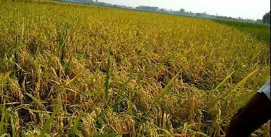  Agricultural Land for Sale in Barabanki, Lucknow