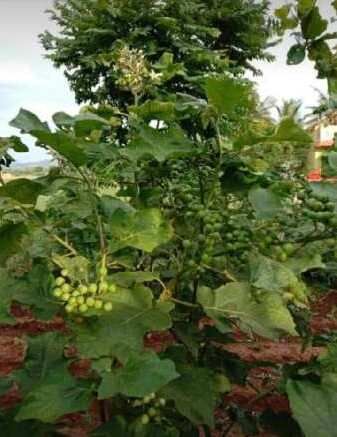  Agricultural Land 9600 Sq.ft. for Sale in Uthramerur, Chennai