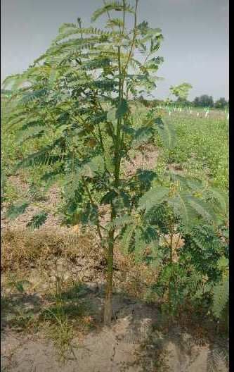  Agricultural Land 9500 Sq.ft. for Sale in Tindivanam, Villupuram