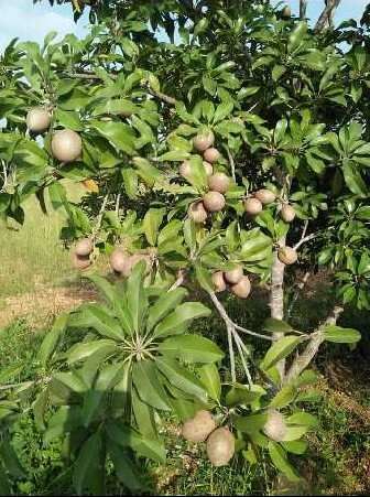  Agricultural Land 9500 Sq.ft. for Sale in Villupuram, Chennai